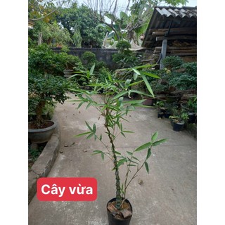 Cây trúc phật bà