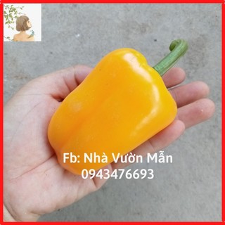 Hạt Giống Ớt chuông Baby Yellow