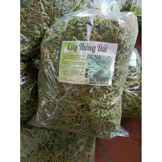 Cây Thông Đất Khô [1kg] Hàng Sạch Đẹp