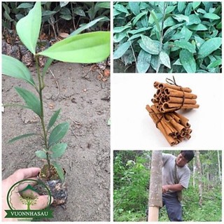 Combo 10 cây quế giống
