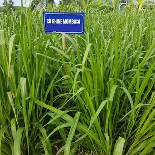 Hạt giống cỏ chăn nuôi mombasa ghine - dễ trồng dễ chăm