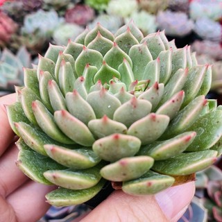 SEN ĐÁ RUBY LÁ NGẮN