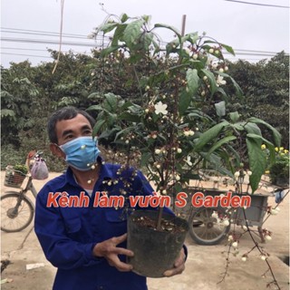 Cây dạ ngọc minh châu cao khoảng 60 cm nhiều cành nhánh (ảnh thật 2-8)