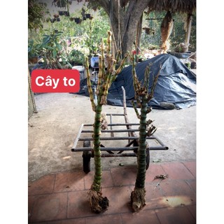 Cây trúc phật bà