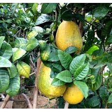 Cây Chanh Khổng Lồ