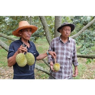Giống Cây Sầu Riêng mini Thái Lan (giống ghép 18 tháng cho trái)