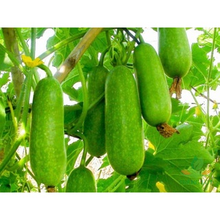 #Hạt_Giống_Bí_Đao_Chanh ( tặng kèm kích mầm )