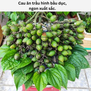 500gram Lá Trầu Không Tươi - Ăn Trầu - Làm Lễ Cúng, Cưới Hỏi - Lá Trầu Không Tươi Ăn Cực Ngon.