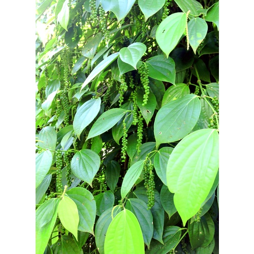 Cobom 5 cây giống Tiêu Vĩnh Linh