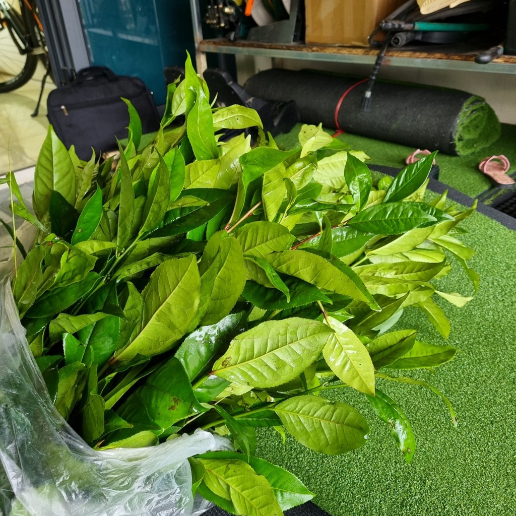 Lá chè xanh tươi 100% từ Đảo chè Thanh Chương - Nghệ An.Ship hỏa tốc Hà Nội