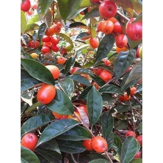 CÂY GIỐNG NHÓT TA.