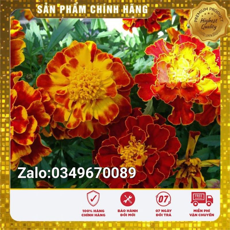 Hạt Giống Hoa: Cúc Vạn Thọ Pháp Mix - 50 hạt
