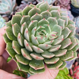 SEN ĐÁ RUBY LÁ NGẮN