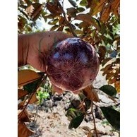 Cây giống vú sữa tím lùn tứ quý