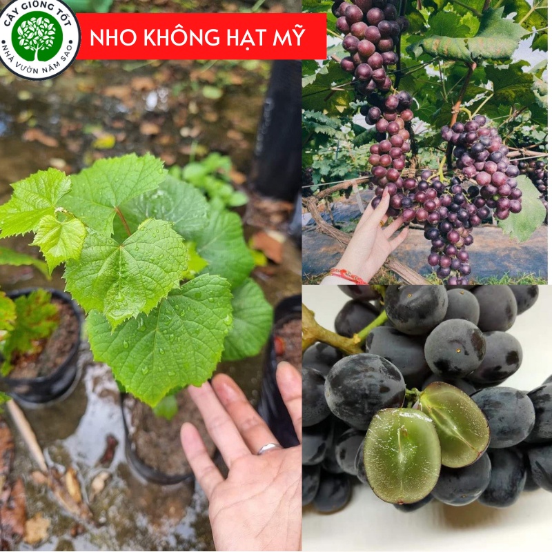 Cây giống nho MỸ không hạt,cây giống thế hệ mới,sai trái,sớm cho quả, giống khỏe dễ chăm sóc.