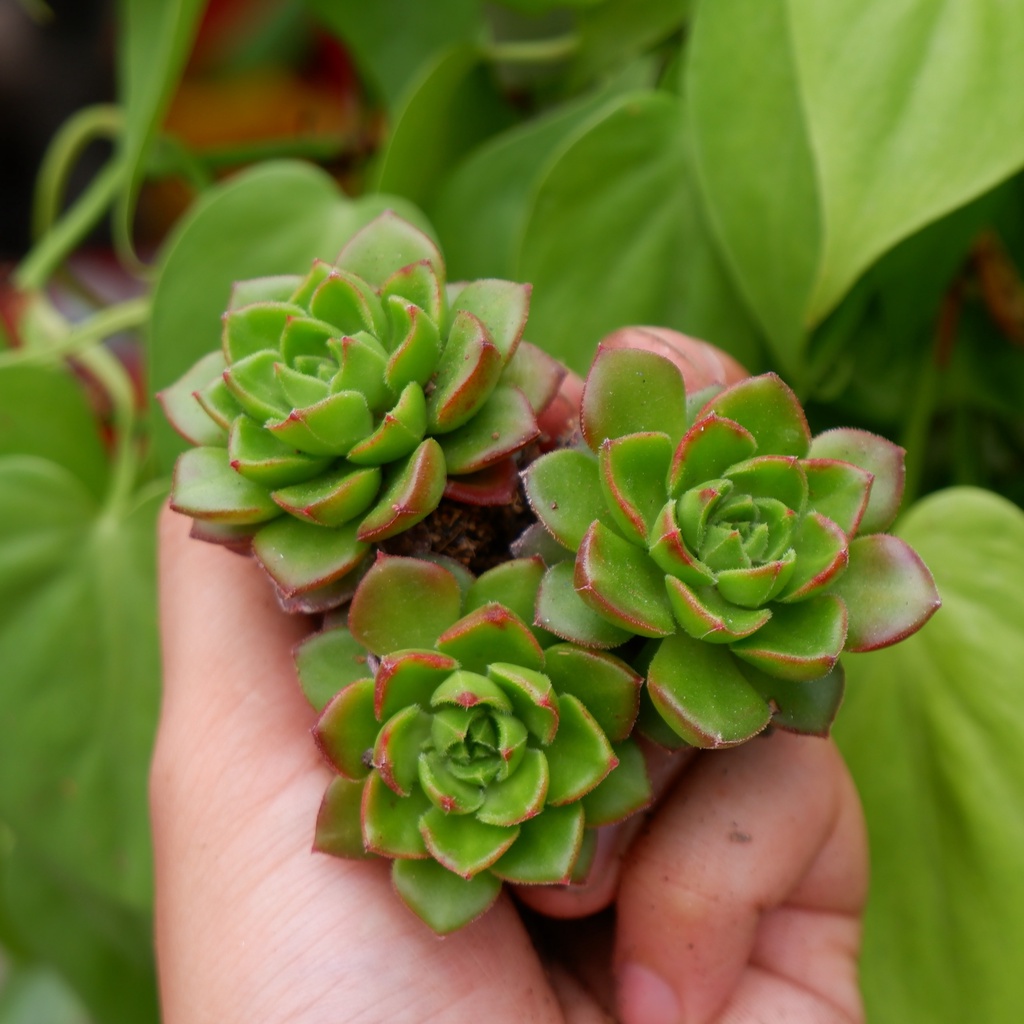 SEN ĐÁ XANH NGỌC MINI 3-4CM