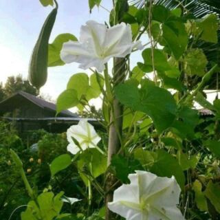 #Hạt_giống_hoa_Chom_Chan tặng kèm kích mầm thu hoạch sau 2 tháng gieo hạt