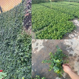 Cây vảy ốc bám tường cây thằn lằn bầu nhỏ