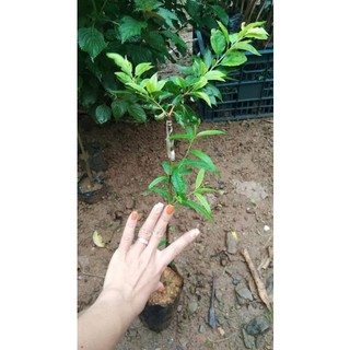 CÂY GIỐNG MẬN HẬU (GHÉP, 18 THÁNG CHO TRÁI)