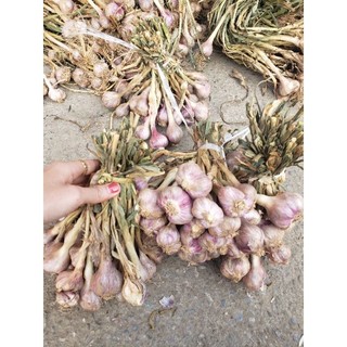 combo 2kg tỏi chùm phù yên
