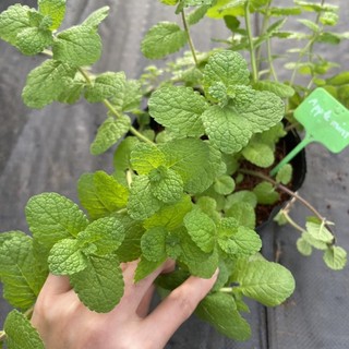 Thảo mộc: Chậu cây bạc hà táo - Apple mint, với hương táo dịu nhẹ