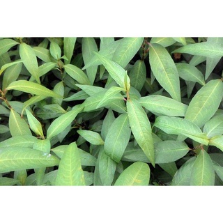 #Hạt_Giống_Rau_Răm_Chuẩn_F1.