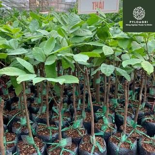 cây chôm chôm thái siêu sớm (giống cây chất lượng)