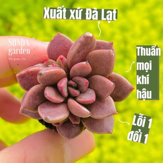 Sen đá mặt trăng SONDA GARDEN size mini 2.5-4cm, cây cảnh trang trí nhà cửa, lỗi 1 đổi 1