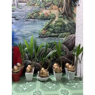 Cây dừa bonsai chưng tết