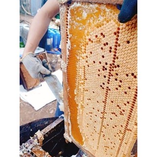 Mật ong rừng sú vẹt