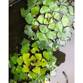 Cây ấu củ ta