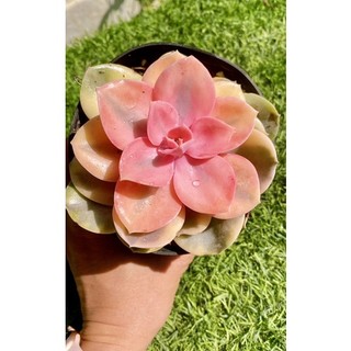 sen đá Hồng dâu var