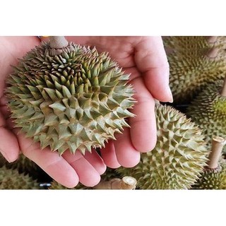 Cây giống sầu riêng mini thái lan (giống cây chất lượng)
