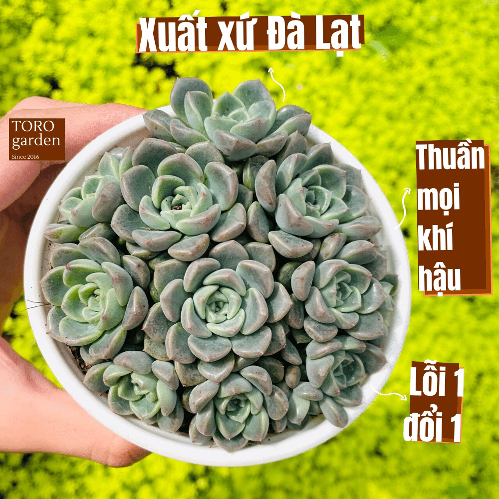 Sen đá diệp hà Đà Lạt size trung bình cây cảnh trang trí nhà cửa Toro garden