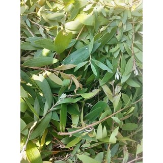 dầu tràm hoa nén