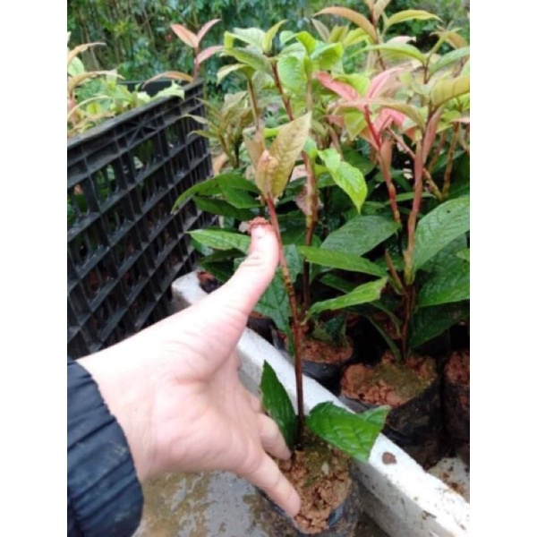 Cây giống trà hoa vàng 25-30cm