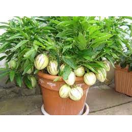 #Hạt_Giống_Dưa_Pepino