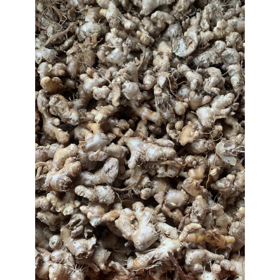 3kg củ gừng gió tươi nguyên cũ