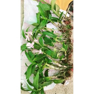 Lan Denro hàng dạt thanh lý nhổ chậu