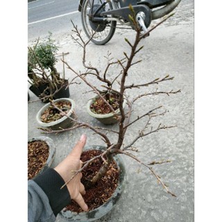 Cây mai giảo thủ đức tết 2023