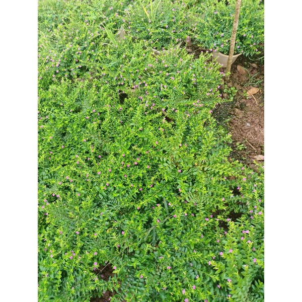 Hoa cẩm tú mai giỏ treo siêu đẹp