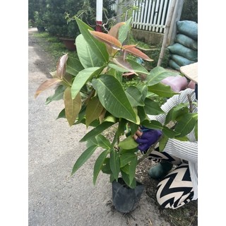 mận an phước