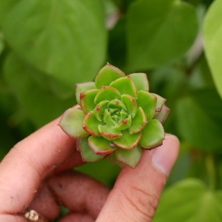 SEN ĐÁ XANH NGỌC MINI 3-4CM