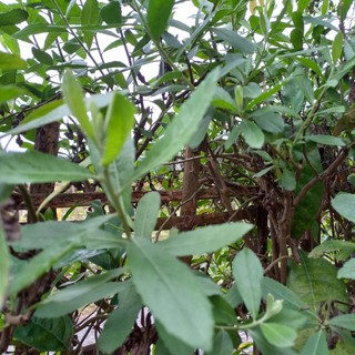 2Kg lá cây cúc tần (từ bi) tươi