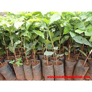 CÂY CÀ PHÊ GHÉP (Giống Cây Siêu Tốt Chuẩn F1)