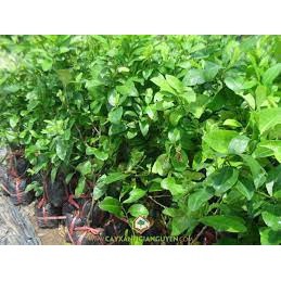 Cây giống chanh bông tím