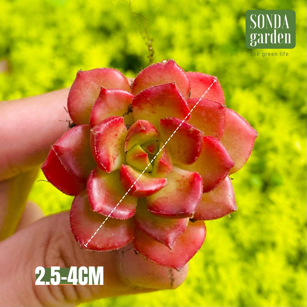 Sen đá xanh ngọc SONDA GARDEN size mini 2.5-4cm, cây cảnh trang trí nhà cửa