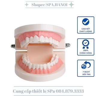 Mô Hình Hàm Răng Giả dùng trong giáo dục