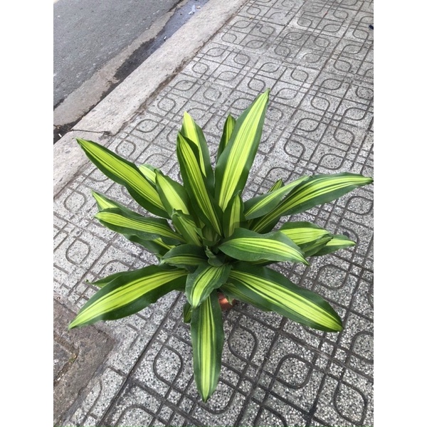 Cây Phát Tài Mỹ sọc phong thuỷ năm 2023 chậu 1 thân