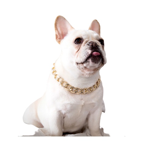 Dây chuyền vàng, vòng cổ, xích mạ vàng cho chó mèo - thời trang, phụ kiện thú cưng - lutpet